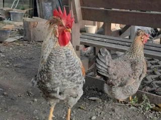 cream-legbar-nasadove-vajcia