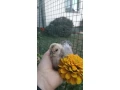 hodvabnicka-kuriatka-small-0