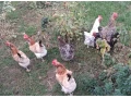 predam-sliepky-marans-small-0