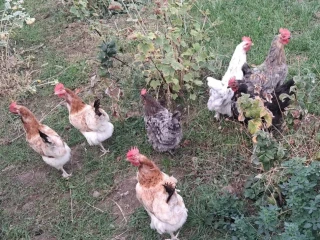 predam-sliepky-marans