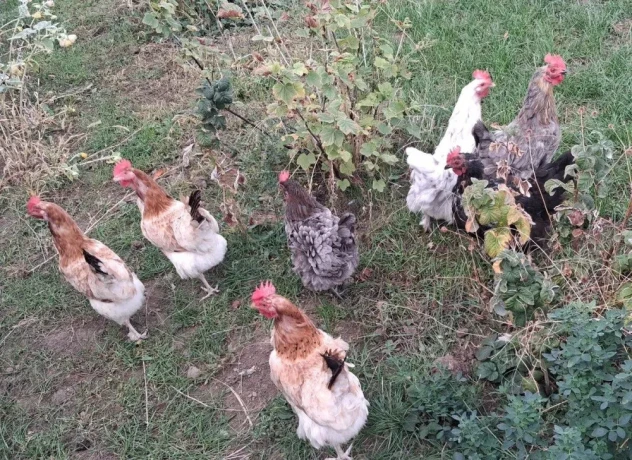 predam-sliepky-marans-big-0