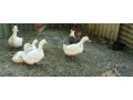 predam-kackyhusokackybrojlery-small-0