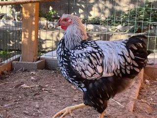 wyandotky