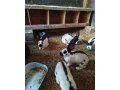 predam-kraliky-nos-small-0