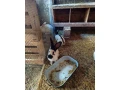 predam-kraliky-nos-small-1