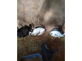 predam-kraliky-nos-small-2
