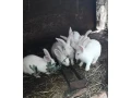 kraliky-small-0