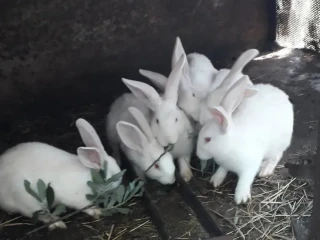 kraliky