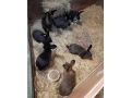 kraliky-small-0