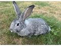 cincila-velka-small-1