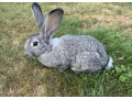 cincila-velka-small-0