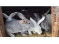 predam-kraliky-small-2