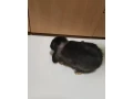 minilop-zdrobnely-barancek-small-0