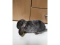 minilop-zdrobnely-barancek-small-3