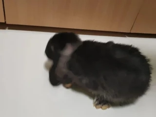 minilop-zdrobnely-barancek