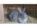 cincila-velka-cv-small-0