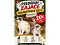 predam-zajace-small-0