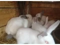 predam-zajace-na-maso-alebo-dalsi-chov-small-0