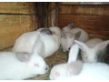 predam-zajace-na-maso-alebo-dalsi-chov-small-1