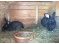 predam-zajace-na-maso-alebo-dalsi-chov-small-2
