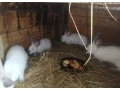 predam-zajace-na-maso-alebo-dalsi-chov-small-3