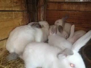 predam-zajace-na-maso-alebo-dalsi-chov