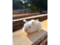 minilop-small-3