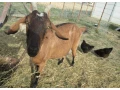 anglonubijska-koza-small-0