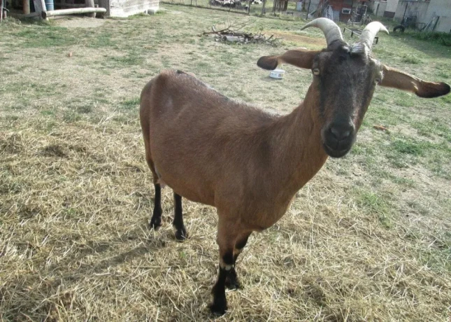 anglonubijska-koza-big-2