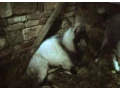 predam-small-0