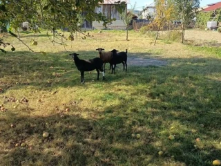 predaj