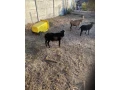 predam-kamerunsky-ovcu-small-0