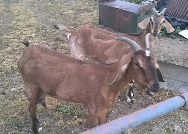 kozicka-mlada-anglonubijska-big-4