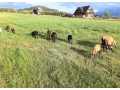 predam-ovce-kamerunske-small-4