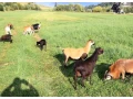 predam-ovce-kamerunske-small-3