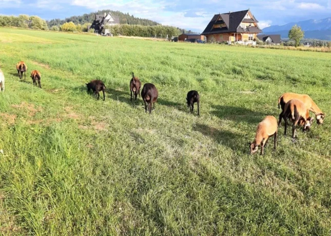 predam-ovce-kamerunske-big-4
