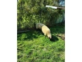 predam-jahnice-small-2