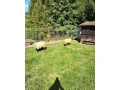 predam-jahnice-small-0