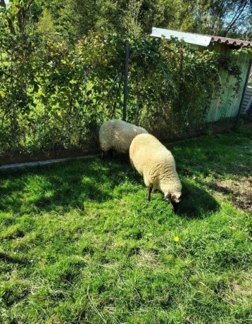 predam-jahnice-big-2