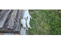 predam-capka-small-4