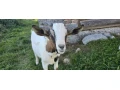 predam-capka-small-0