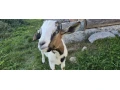 predam-capka-small-1