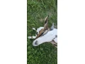 predam-capka-small-2