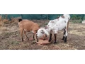 capko-s-kozickou-small-4