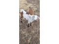 capko-s-kozickou-small-2