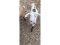 capko-s-kozickou-small-3