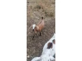 capko-s-kozickou-small-1