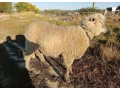 predam-barana-small-2