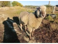 predam-barana-small-0
