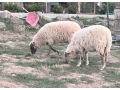 mlade-ovecky-krizene-masove-small-3